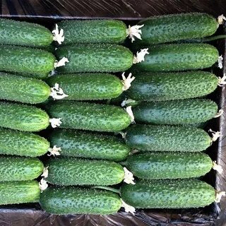 Сорт огурца альпака