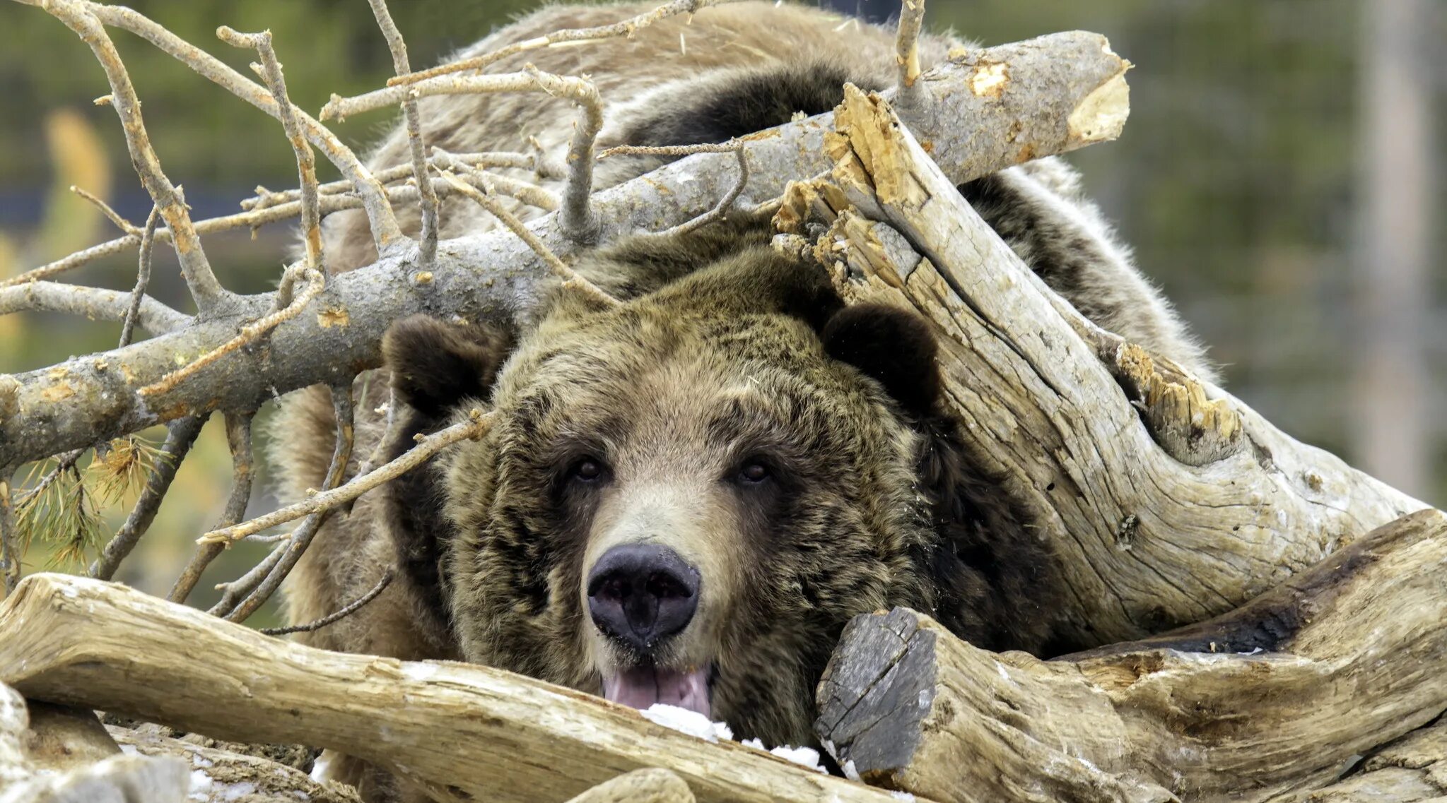 Когда просыпается медведь весной