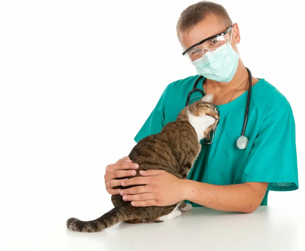 Т кота. Кошка Ветеринария. Ветеринар с кошкой. Кошка в ветеринарной клинике. Кашки ветираниря.