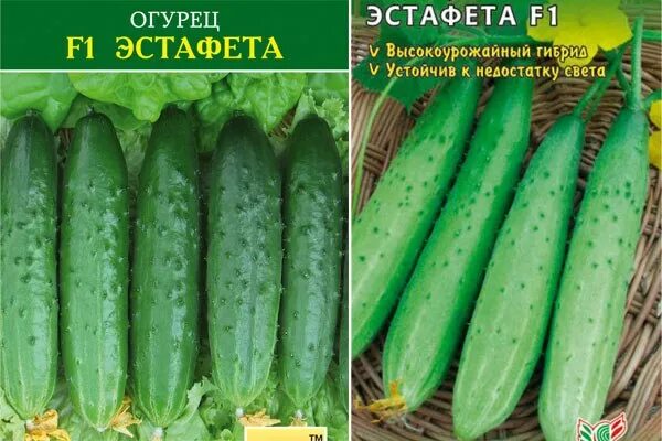 Огурец сорт эстафета фото