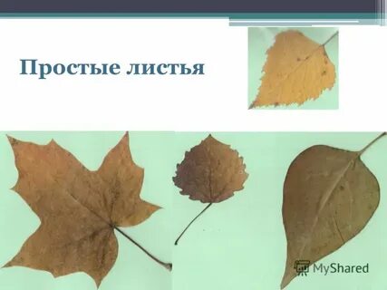 Проект про листья