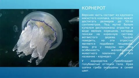 Медуза корнерот развитие с метаморфозом