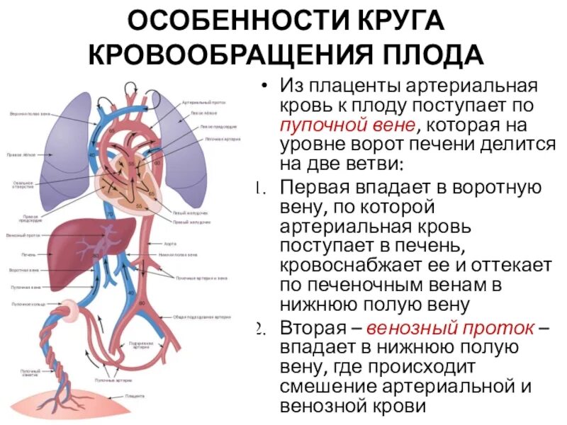 Плацентарный круг кровообращения схема. Венозный кровоток печеночная Вена. Воротная Вена и кровообращение плода. Плацентарное кровообращение плода. У каких животных тело снабжается артериальной кровью