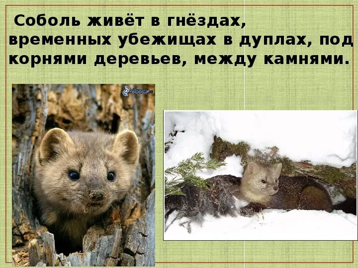 Где находится фото соболь Картинки СОБОЛЬ КРАТКО