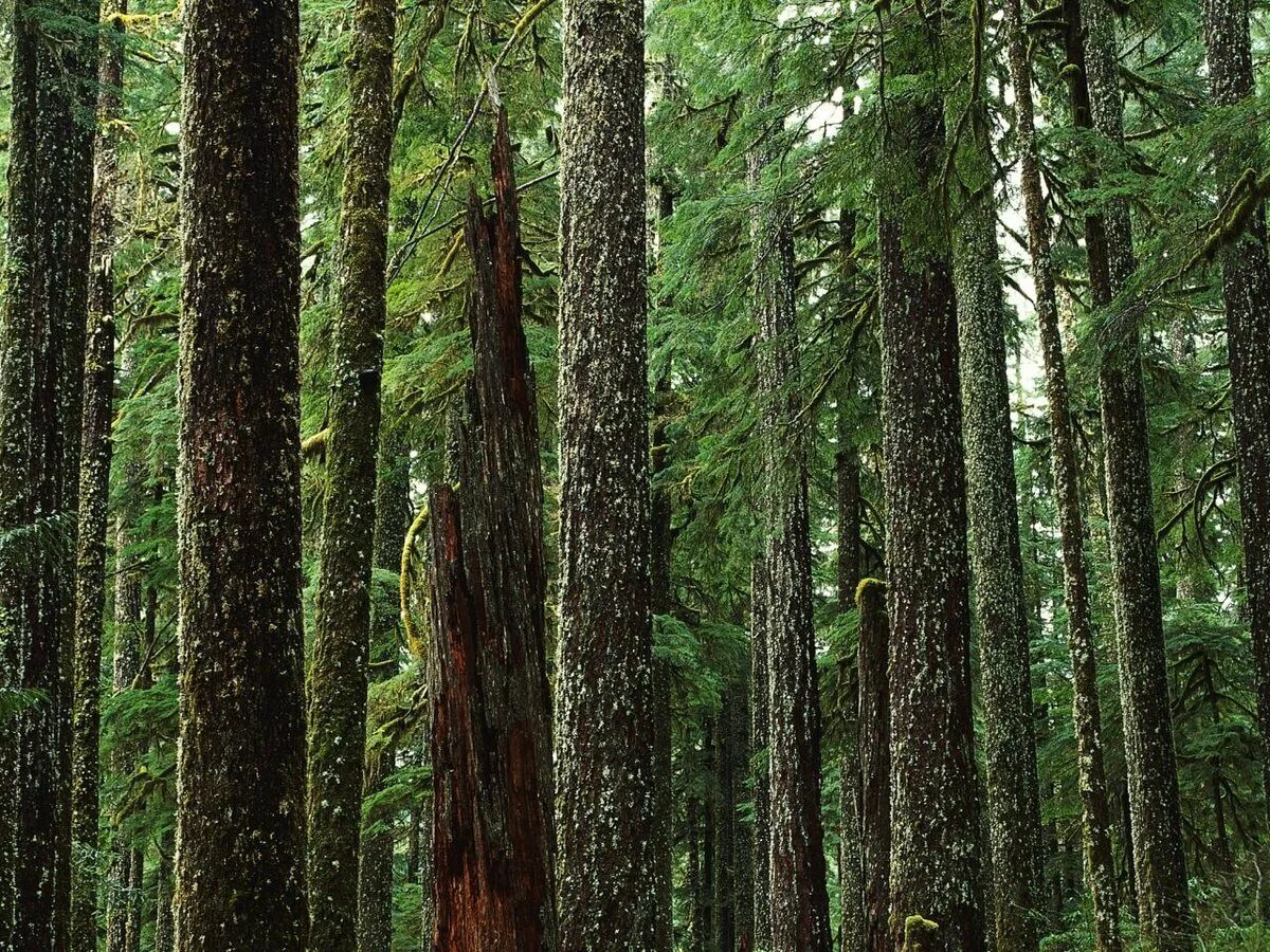 Сообщества деревьев. Олимпик штат вашингтон тисовая роща. Тайга моховой ярус. Сообщества деревьев. Ярусность лесного фитоценоза.