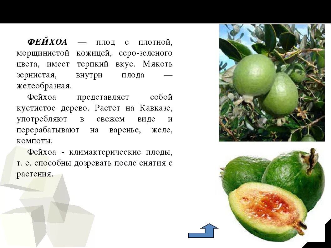 ПРОДАМ САЖЕНЦЫ ФЕЙХОА в Севастополе