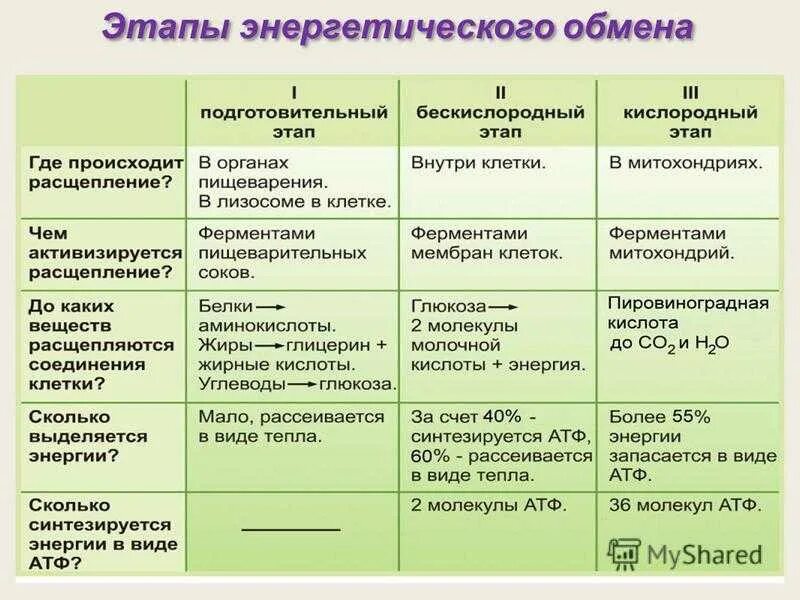 Сложные вещества образующие клетку