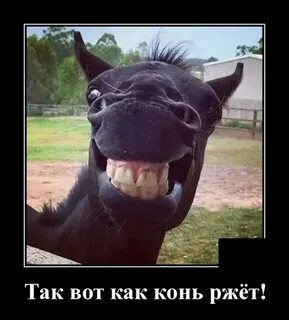 Ржу 22