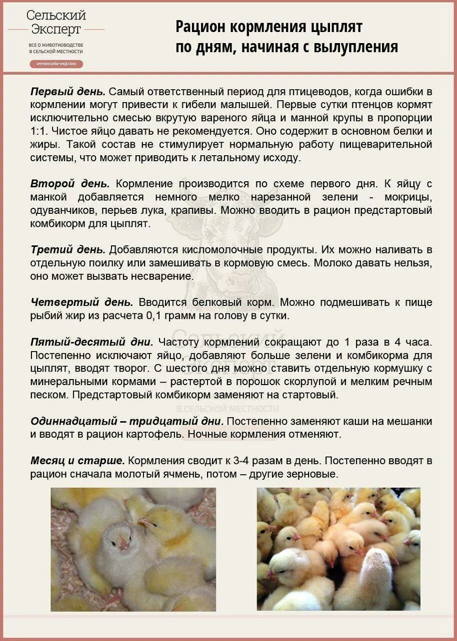 Пропойка цыплят с первого дня. Чем кормить цыплят с первых дней жизни в домашних условиях. Как кормить кормом суточных цыплят. Чем кормить 2 недельных бройлеров в домашних условиях. Кормление цыплят бройлеров с первых дней.