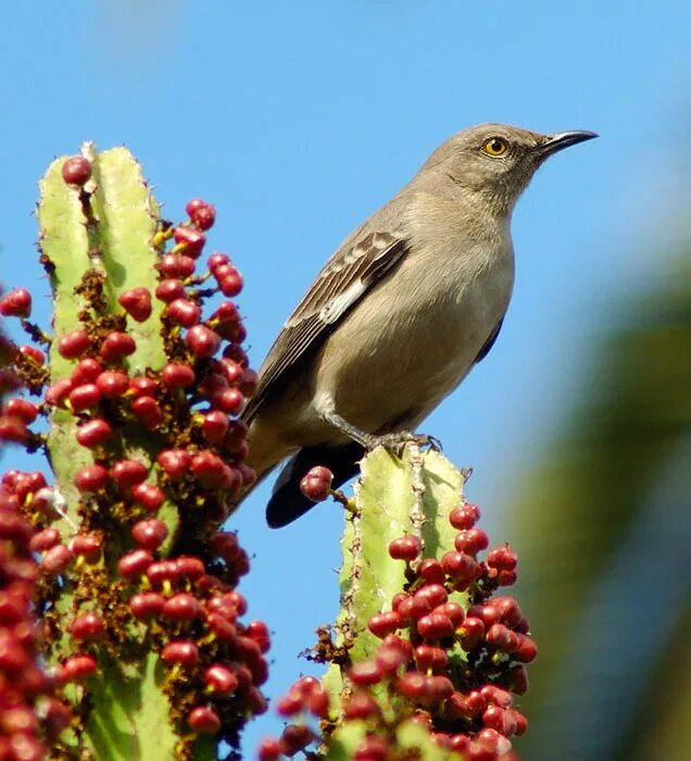Дрозд пересмешник. Черноголовый пересмешник. Пересмешник содержание. Пересмешник содержание. Многоголосый пересмешник.