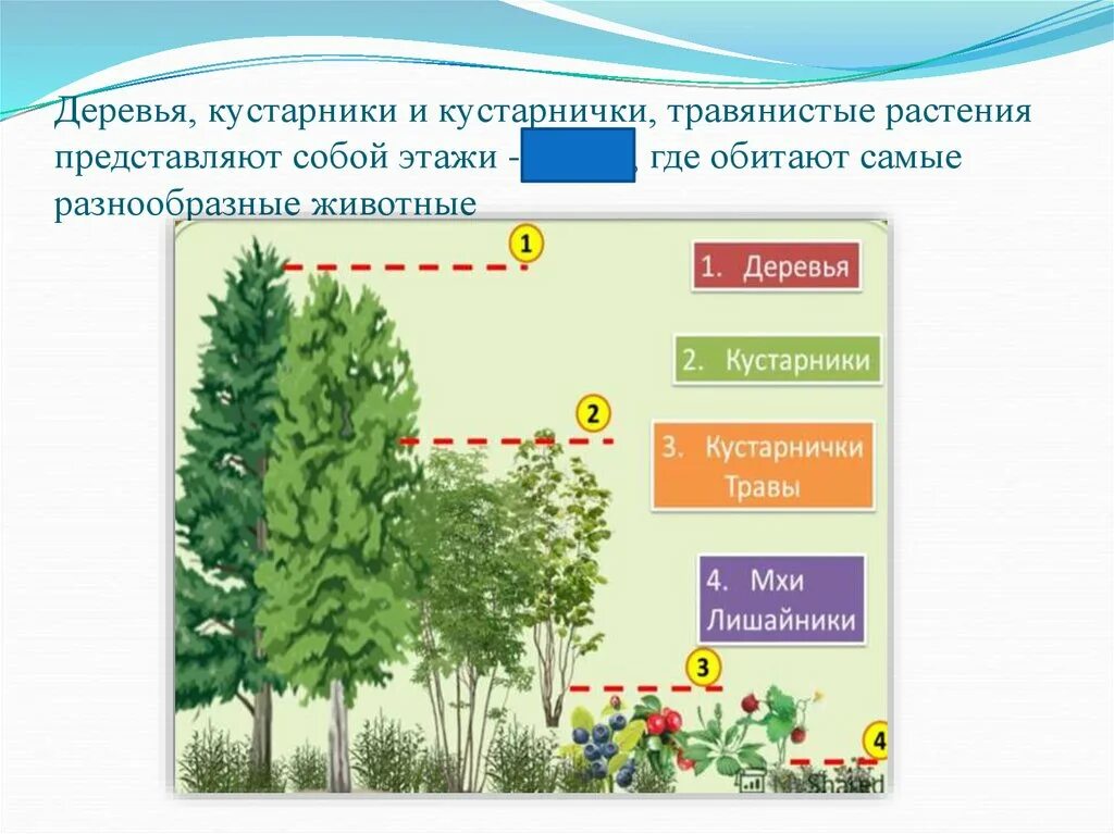 Природные сообщества контрольная работа 5 класс. Деревья кустарники кустарнички травы. Природные сообщества растений. Кустарники кустарнички этажи. Деревья кустарники кустарнички полукустарники травы.