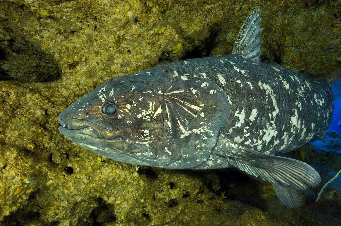 Живые ископаемые рыбы. Кистеперая рыба Латимерия. Целакант рыба Латимерия. Древняя рыба Латимерия. Латимерия Latimeria menadoensis.