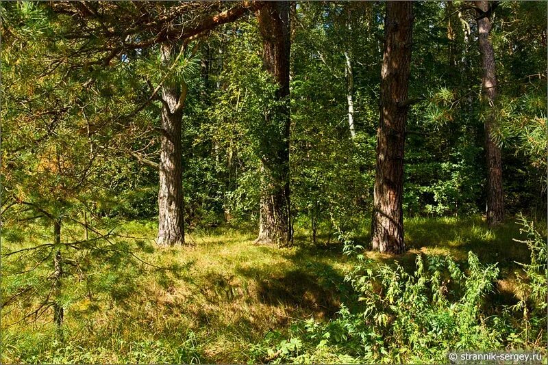 Родничок в лесу. Лесные тропы Подмосковья. Лес Подмосковье. Подмосковные леса. Верхнекурьинский лес.