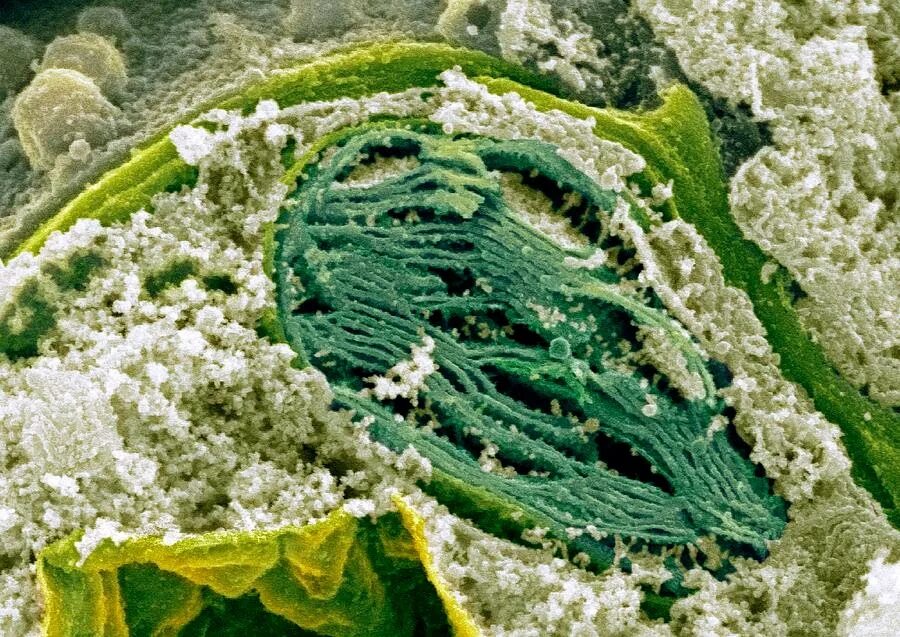 Органеллы водоросли. Хлоропласт в электронном микроскопе. Хлоропласт микрофотография. Хлоропласт в микроскопе. Хлоропласты микроскопия.