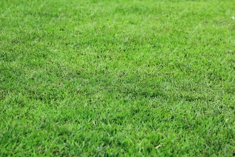 I am grass
