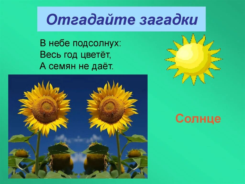 Загадка про солнце. Загадка про солнце для детей. Загадка про солнышко. Загадка про подсолнух для детей.