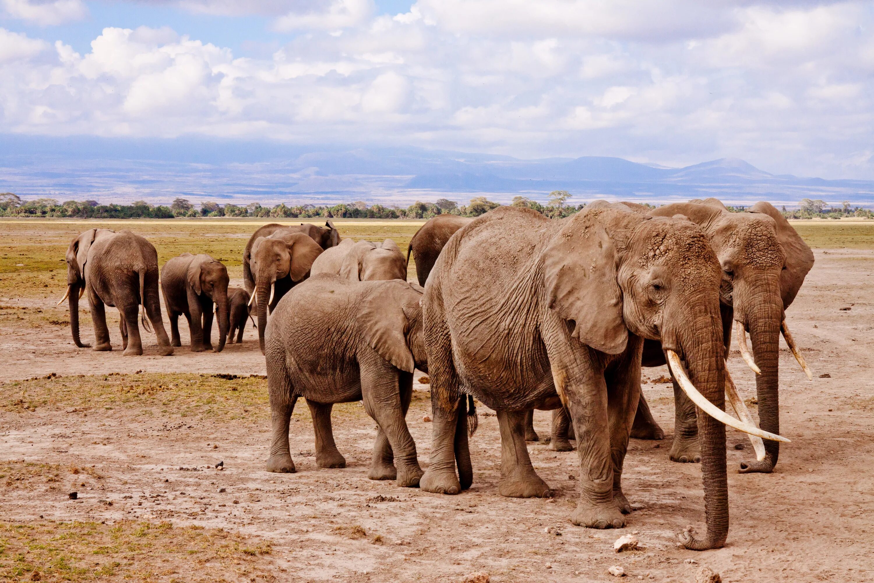 Кения саванный слон. Слоны в национальном парке Амбосели, Кения. Кения сафари. Гора Слоновий хобот. Слоновье стадо