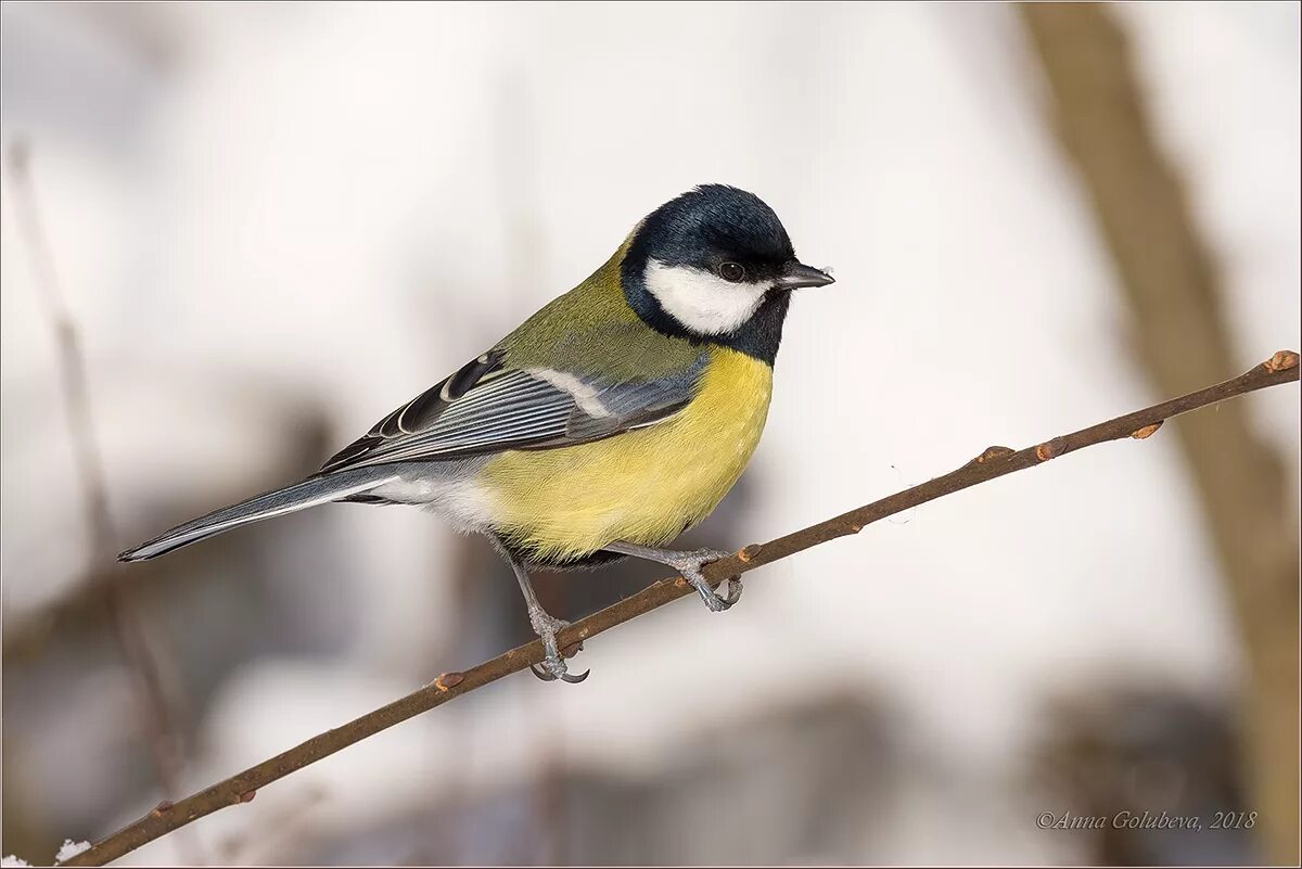Синица птица 5 букв. Синичка лазоревка. Птичка синичка в профиль. Желтогрудая мухоловка. Птицы картинки.