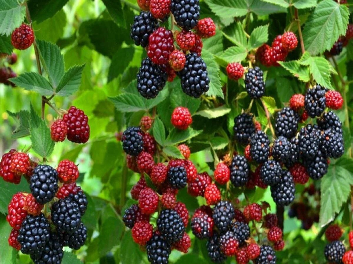 Ягоды растущие на кустах. Дебрегеасия съедобная. Калина облепиха шиповник боярышник. Ирга ягода куст. Брусника обыкновенная кустарничек.