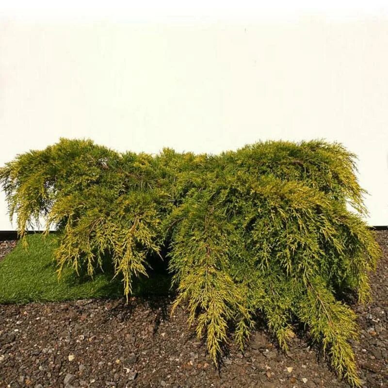 Juniperus media