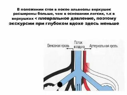 Воздух в альвеолах