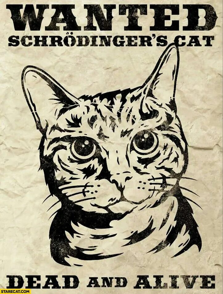 Разыскивается кот. Кот Шрёдингера. Разыскивается кот Шредингера. Постеры с кошками. 1 this is a cat