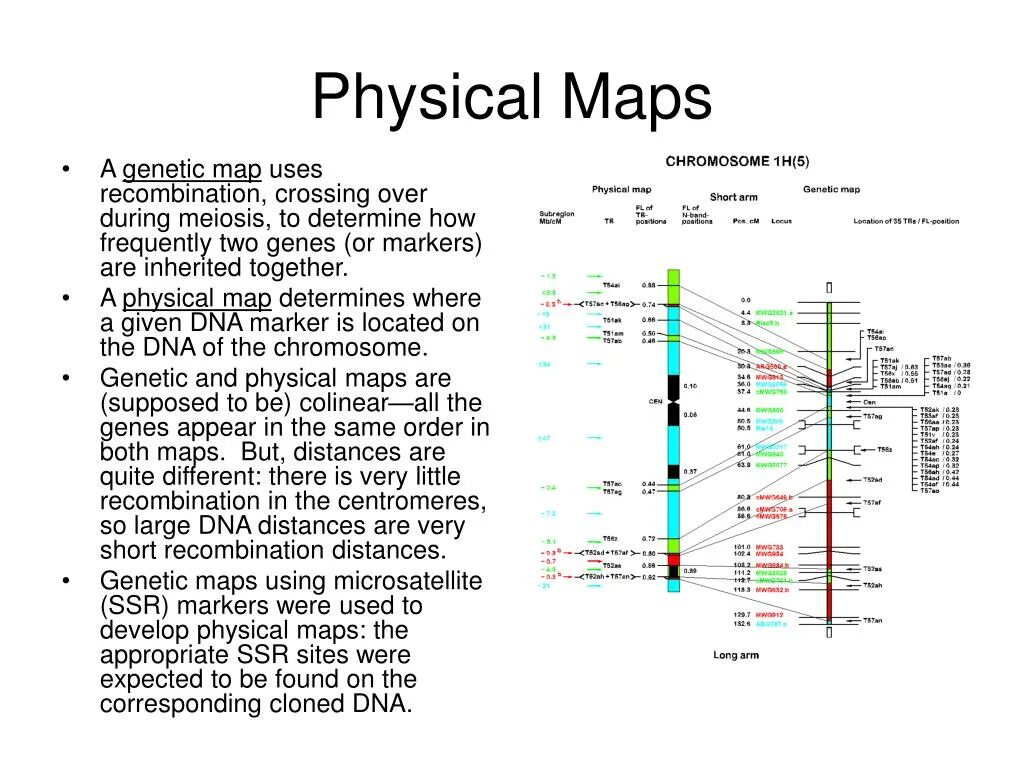 Gene Map. Gene Mapping. Genetic Map of the Human chromosome. Chromosom Map.