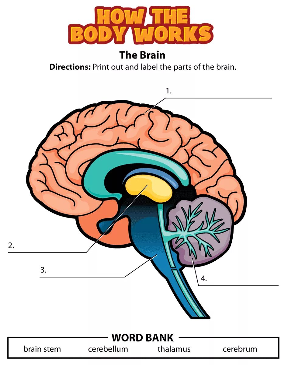 Brain Worksheet. Parts of the Brain. Physical structure of the Human Brain. Human Brain Parts.