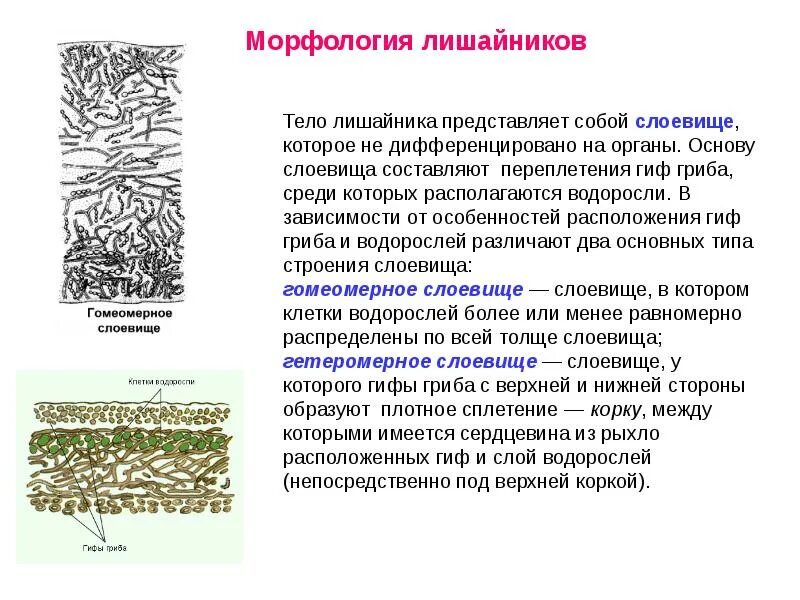 Морфология тела лишайника. Строение слоевища лишайника. Морфология слоевища лишайников. Строение слоевища лишайников.