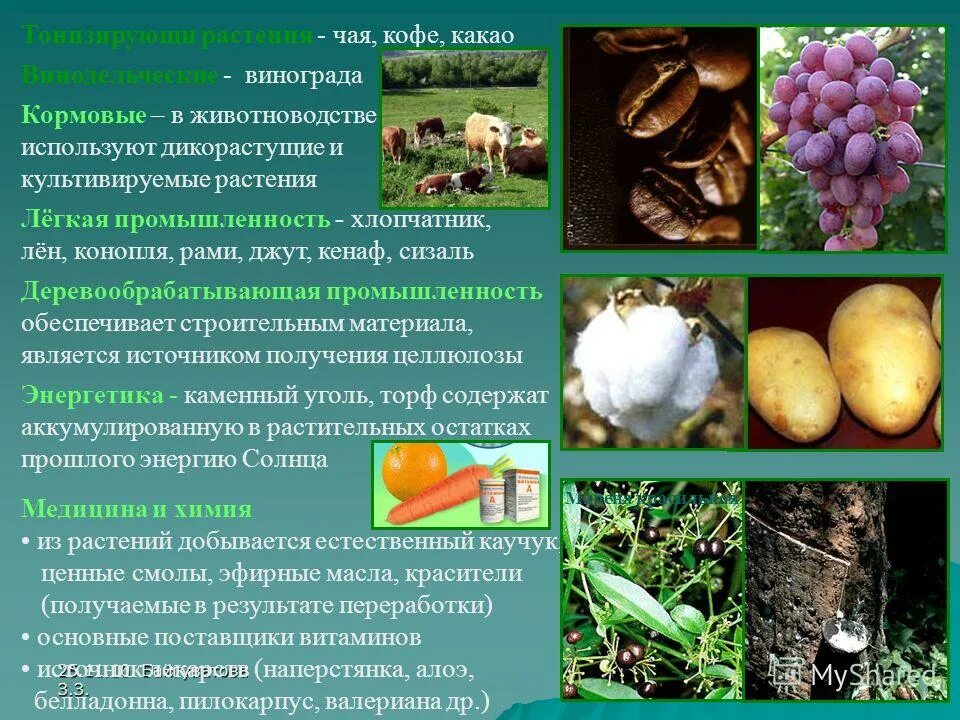 Семян в хозяйственной деятельности человека. Кормовые дикорастущие растения. Растения используемые человеком. Двудольные растения в хоз деятельности человека. Роль семян в жизни человека.