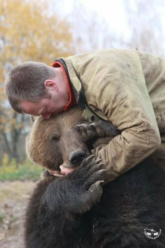 Мужчина медведь видео. Медведи обнимаются. Медведь обнимает. Медведь обнимает мужчину.