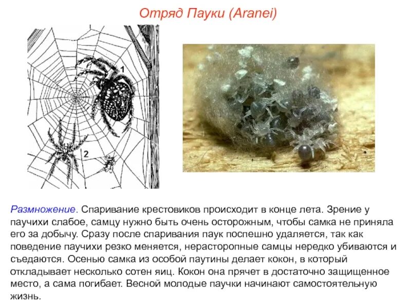 -Отряд пауки (Aranei). Пауки размножение. Отряды паукообразных. Паук крестовик Тип развития.