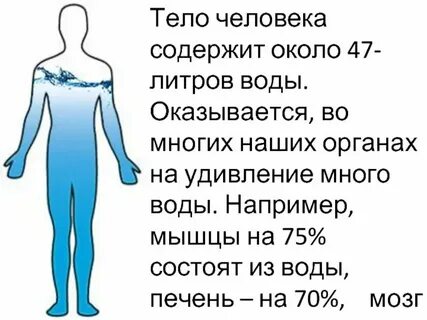 Сколько процентов от тела составляет мозг