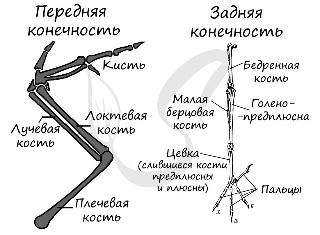 Скелет птицы пояс передних конечностей. Скелет птицы пояс задних конечностей. Строение скелета задней конечности птицы. Пояс передней конечности скелет птицы. Скелет передних и задних конечностей птиц.