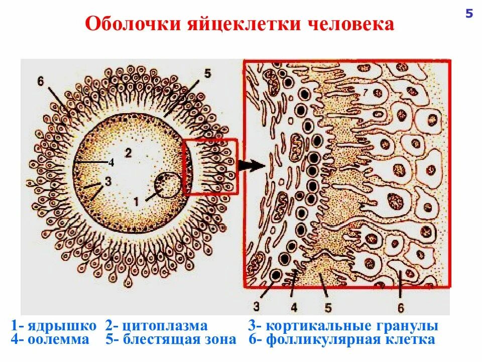 Появление яйцевых оболочек. Яйцеклетка оболочка фолликулярные клетки. Строение яйцеклетки оболочки. Строение яйцеклетки блестящая оболочка. Строение ооцита гистология.