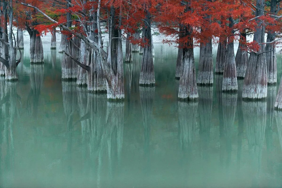 Кипарисы в воде