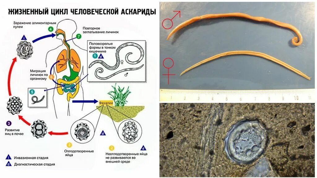 Аскарида и человек тип взаимоотношений