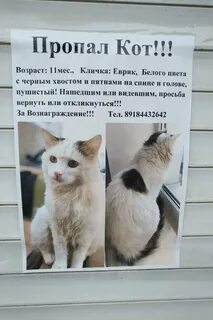 Как найти кошку