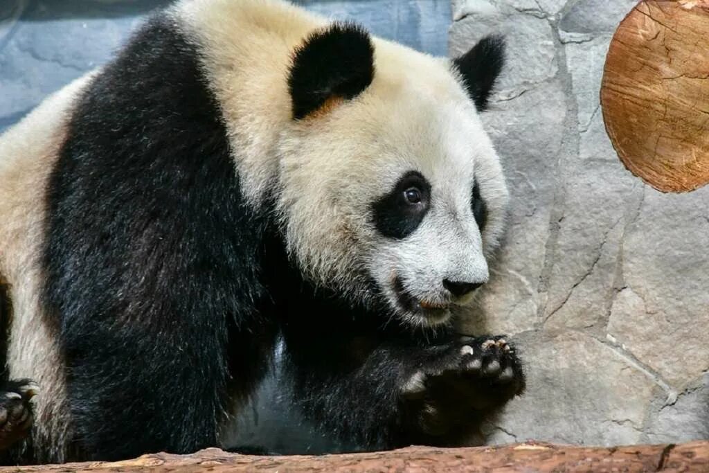 Сколько панд в московском зоопарке. Панда из Московского зоопарка. Панда в Московском зоопарке.