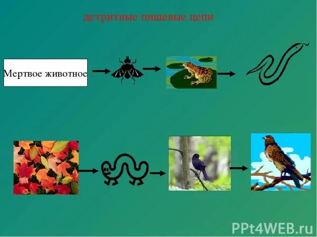 Детритная пищевая цепь и пастбищная различия. Детритная пищевая цепь. Детритная цепь древесины. Детритная трофическая цепь. Детритная цепь питания.