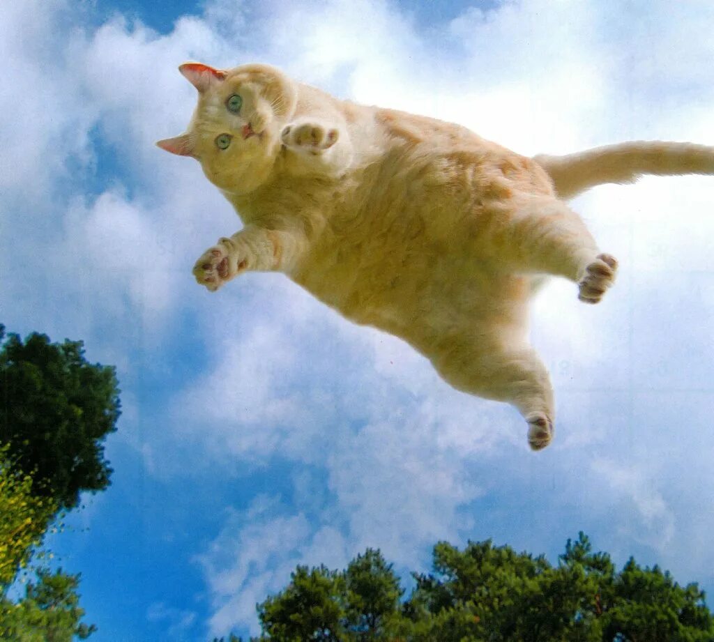 Летающий котик. Летающая кошка. Коты в прыжке. Летающий толстый кот.
