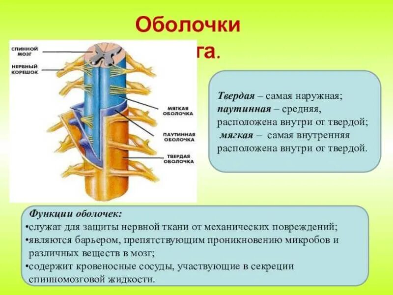 Биология 8 строение нервной системы спинной мозг. Функции твердой оболочки спинного мозга. Оболочки спинного мозга анатомия таблица. Наружное строение спинного мозга и оболочки. Строение и функции оболочек спинного и головного мозга.