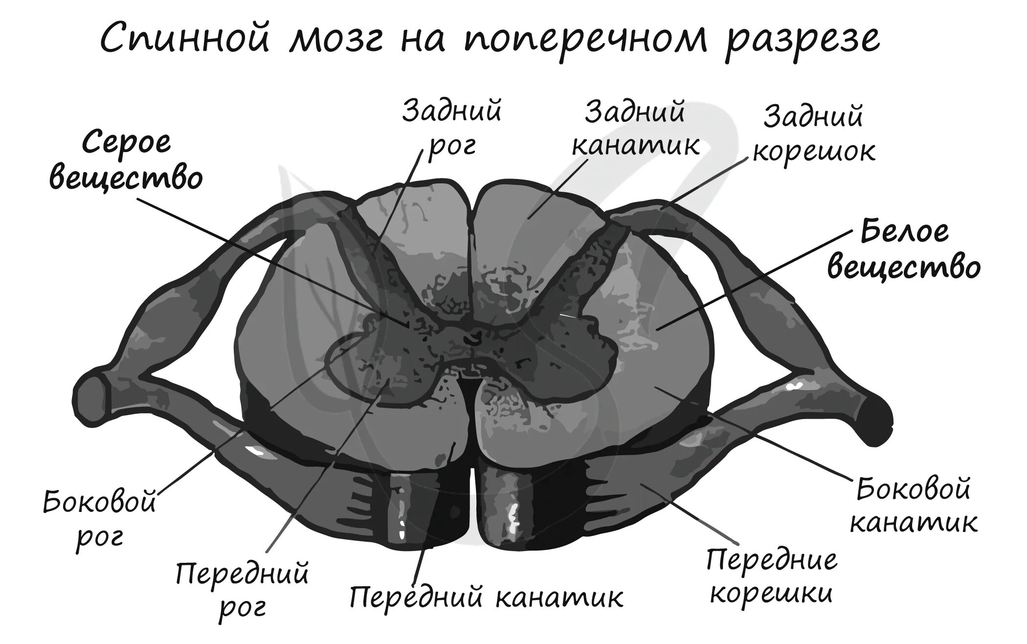 Строение спинного мозга горизонтальный срез сегмента спинного мозга. Поперечный разрез спинного мозга рисунок. Строение спинного мозга на поперечном разрезе. Поперечный срез спинного мозга рисунок.