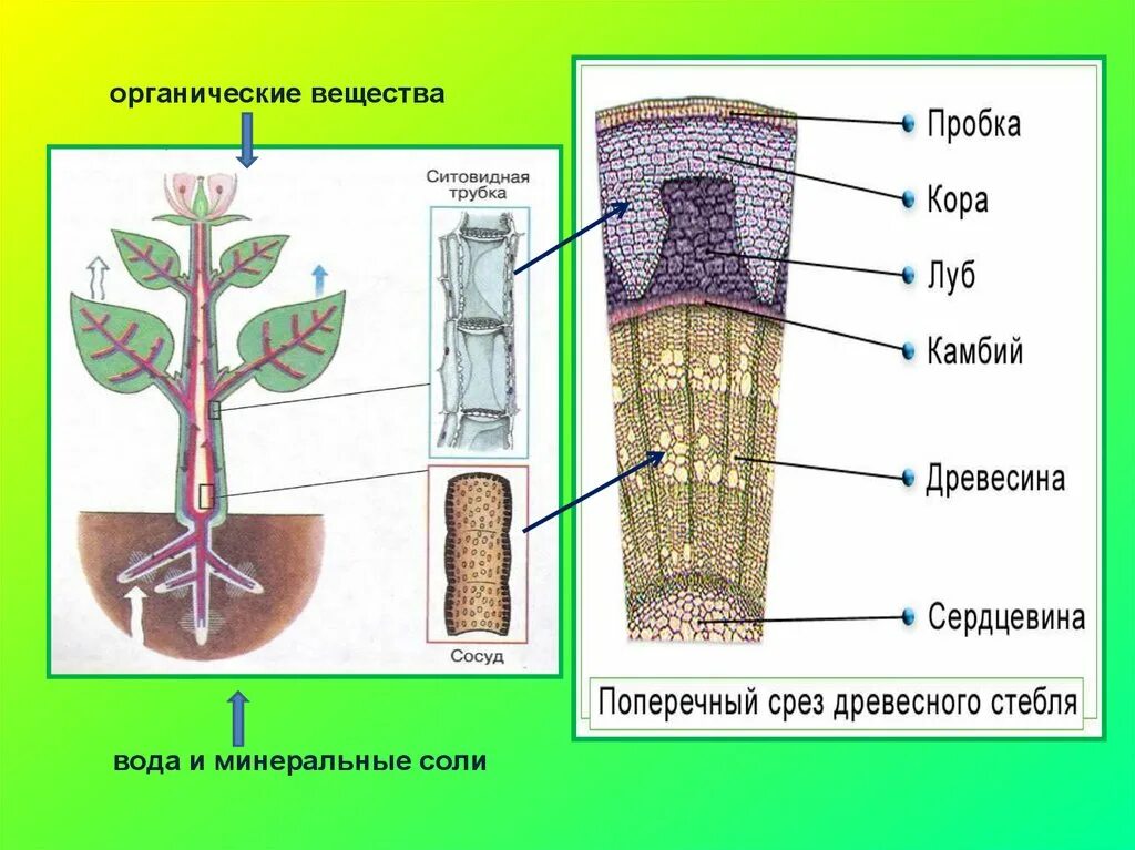 Передвижение веществ у растений. Передвижение веществ по растению. Корни растений передвижение веществ у растений. Транспорт веществ корень. Какие вещества передвигаются по сосудам древесины