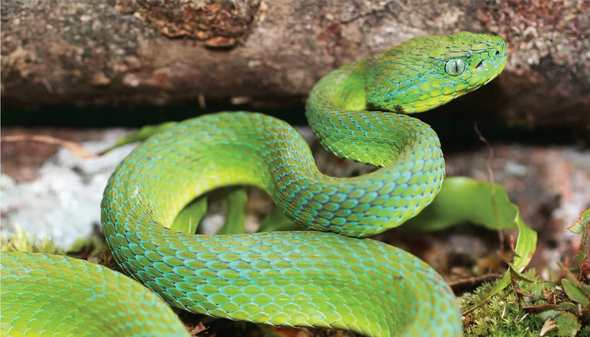 Из какого города змея. Зелёный гремучник. Смарагдовый полоз зеленый. Зеленая гадюка. Змея Аспид зеленый.