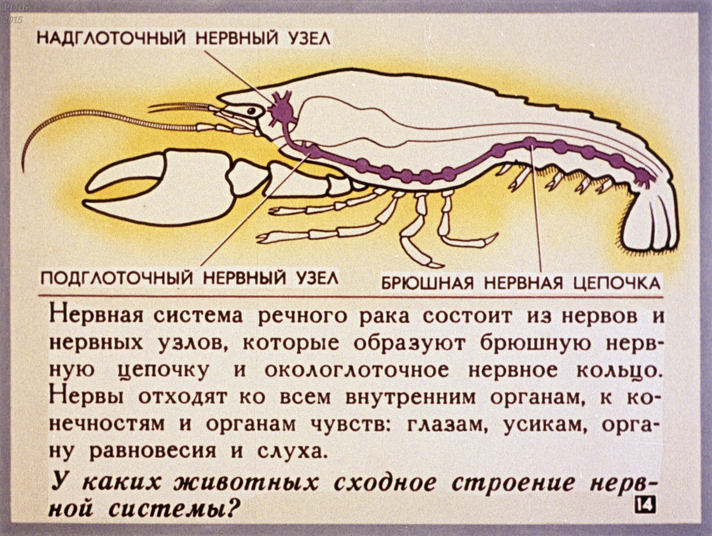 Органы равновесия у ракообразных. Внутреннее строение ракообразных. Нервная система ракообразных. Органы чувств ракообразных.