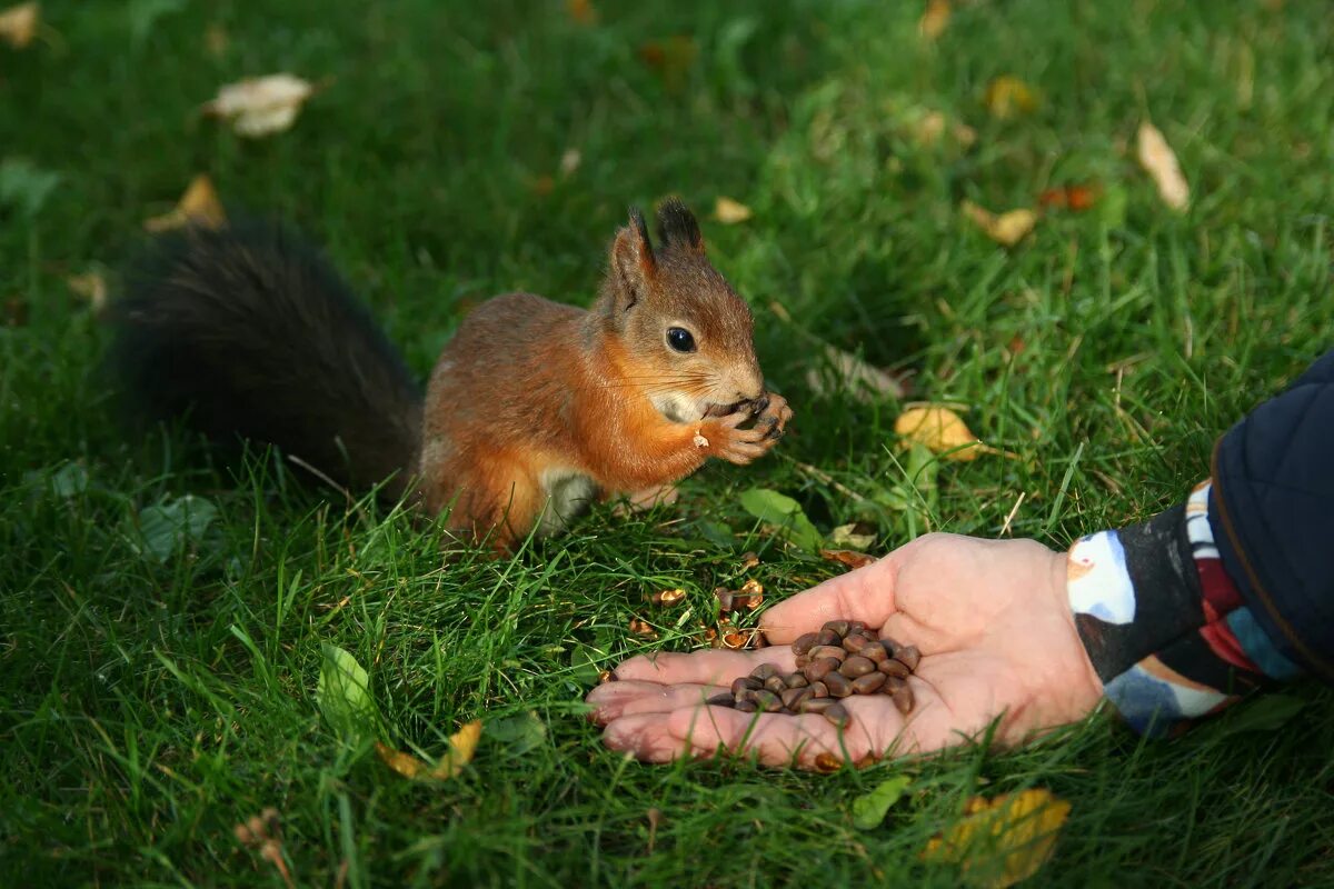 белочка на рабочий стол. белочка хелена грин,. найди белку. остов белка. белочка досуг.