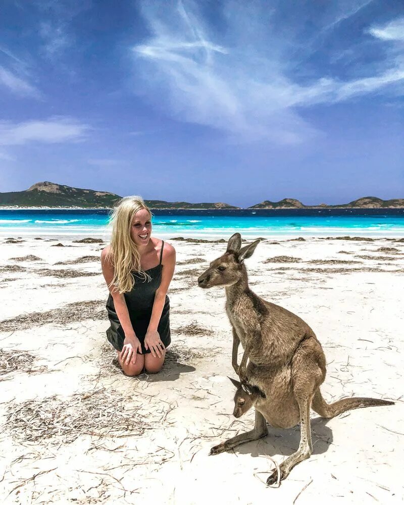 1 группа туристов из австралии. Кенгуру в Австралии. Сидней кенгуру. В Австралии с кенгуру туристы. Маджираба Австралия.