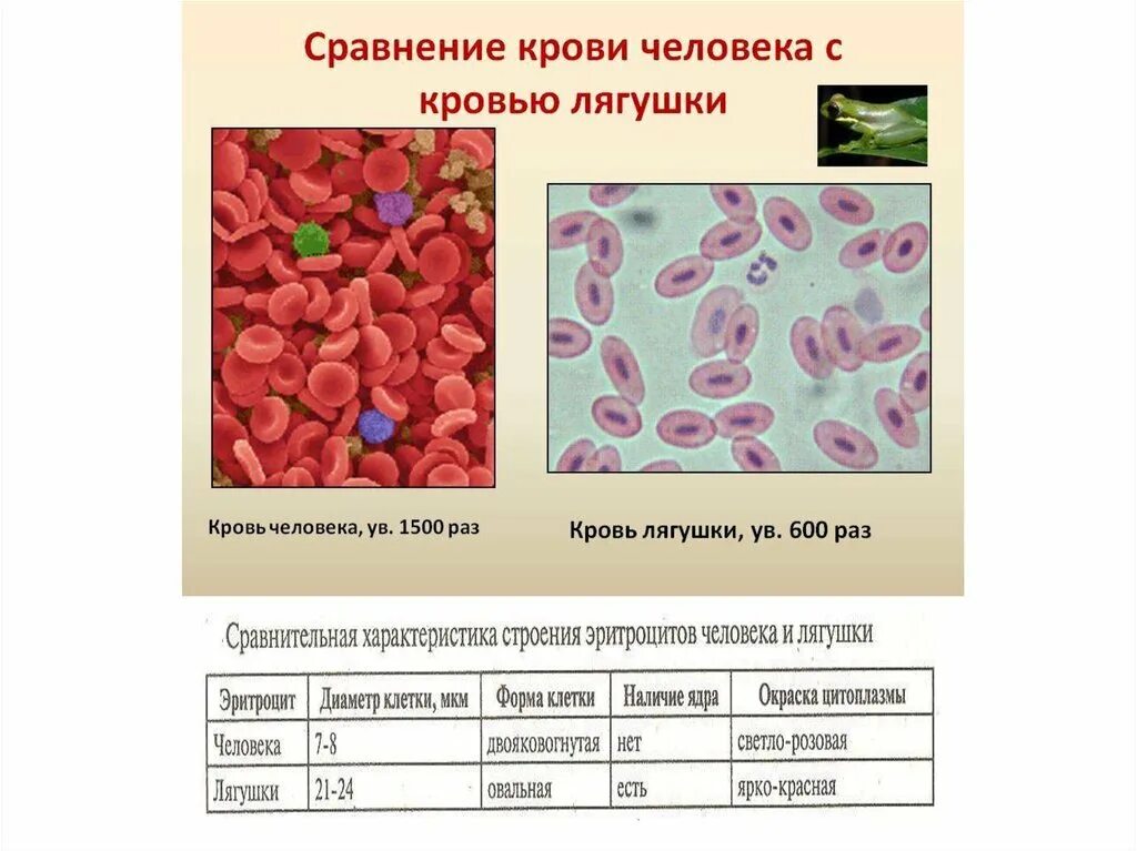 Исследование крови лягушки какая биологическая наука. Кровь человека и кровь лягушки. Кровь лягушки и человека. Микроскопическое строение крови лягушки. Лабораторная кровь человека и лягушки.