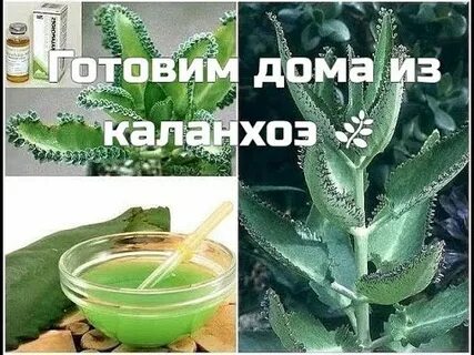 Рецепт каланхоэ настойки